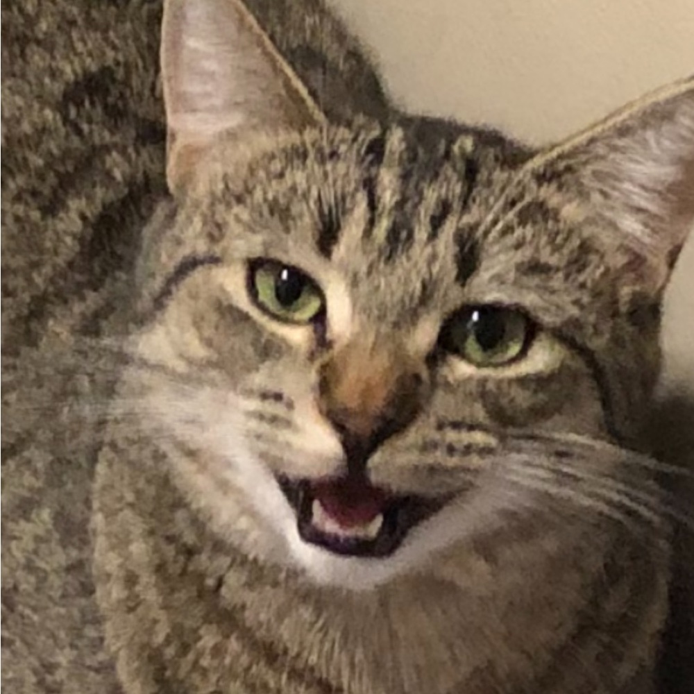 Meet your Posher, Ariel